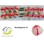 Anthurium Flamingolill Maxima Elegance
