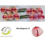 Anthurium Flamingolill Maxima Elegance