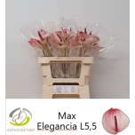 Anthurium Flamingolill Maxima Elegance