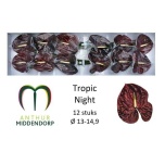 Anthurium Flamingolill Tropic Night