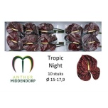 Anthurium Flamingolill Tropic Night