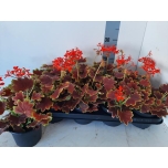 Pelargonium zonale grp vancouver centennial 12cm