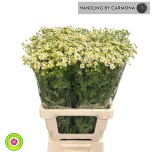 Tanacetum Neitsikummel Victory Enke 70cm*25