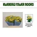 Tanacetum Neitsikummel Victory Yellow 60cm