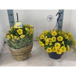 Petunia Petuunia lime surfinia 25cm