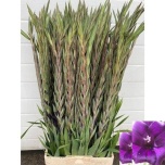 Gladiolus Gladiool Purple Flora 100-110cm