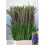Gladiolus Gladiool Purple Flora 100-110cm