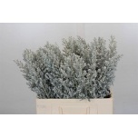 Kochia Kohhia maireana sedifolia 60cm