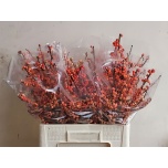 Ilex Oudij Orange 60cm