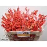 Ilex Oudij Orange 70cm