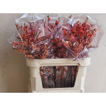 Ilex Oudijk´s Orange 80cm