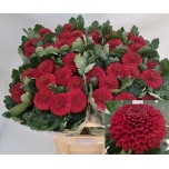 Chrysanthemum Krüsanteem BL Kiev*10