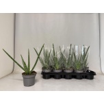 Aloe vera 12cm