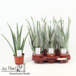 Aloe vera 12cm