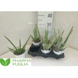 Aloe vera 12cm