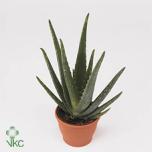 Aloe vera 14cm