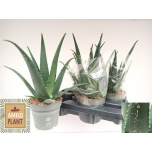 Aloe vera 14cm
