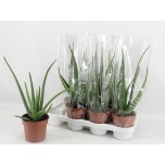 Aloe vera 14cm