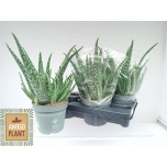 Aloe vera 14cm