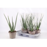 Aloe vera 17cm