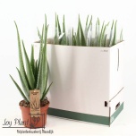Aloe vera 19cm