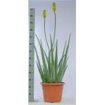 Aloe vera 30cm