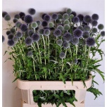 Echinops Mesiohakas Blue Globe 85cm