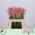 Nerine Näkilill Bowdenii Vesta K 50cm