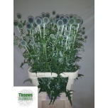 Echinops ritro veitch blue 90cm