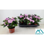 Impatiens Lemmalts colo lavender 13cm