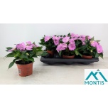 Impatiens Lemmalts colo lavender 13cm