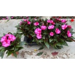 Impatiens Lemmalts ng colo purple flame 12cm