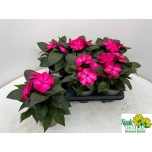 Impatiens Lemmalts Purple Flame 13cm