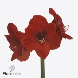 Hippeastrum Ratsuritäht Roma