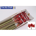 Hippeastrum Ratsuritäht MINI Rapido