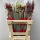 Hippeastrum Ratsuritäht mix rainbow 60cm