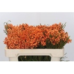 Brunia Bruunia paint 50cm