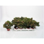 Chamelaucium Sidrunmürt Snowflake 12cm