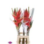 Heliconia Bihai 90cm
