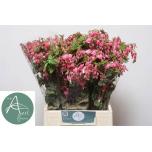 Dicentra Murtudsüda spectabilis 50cm