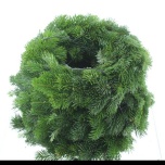 Abies Nordman Krans Pärg 25cm