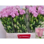 Campanula Kellukas Champion Pink 60cm