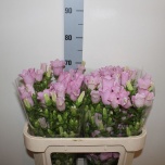 Campanula Kellukas Champion Pink 70cm