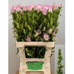 Campanula Kellukas Champion Pink 70cm