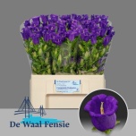 Campanula Kellukas Medium Champion Blue 60cm