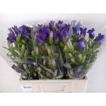 Campanula Kellukas Champion Blue 60-65cm