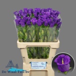 Campanula Kellukas Champion Blue 60-65cm