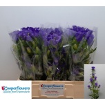 Campanula Kellukas Champion Blue 60-65cm