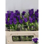 Campanula Kellukas Champion Blue 60-65cm