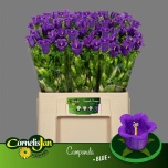 Campanula Kellukas Medium Champion Blue 65cm